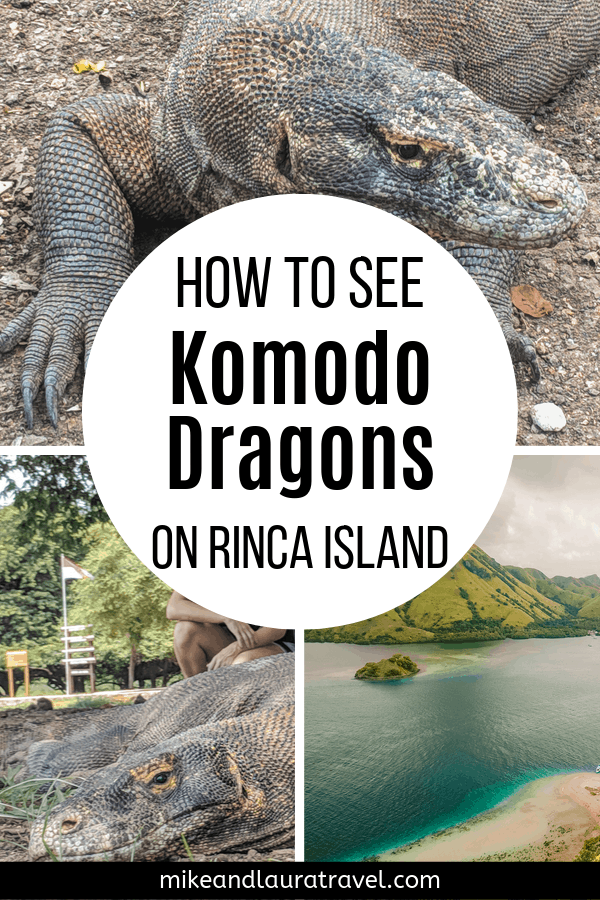 How to See Komodo Dragons on Rinca Island