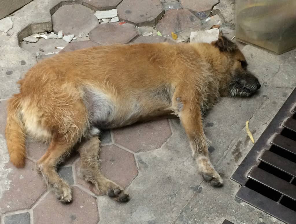 Don't Pet the Street Dogs in Thailand