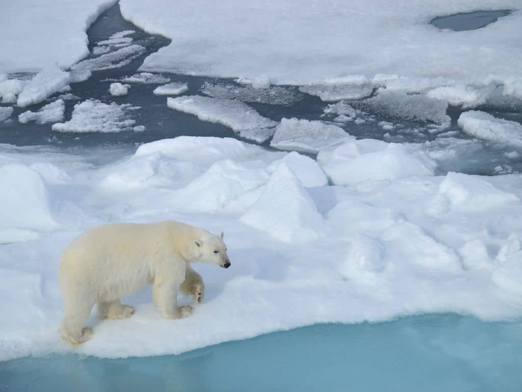 Things To Do in Svalbard - Polar Bears