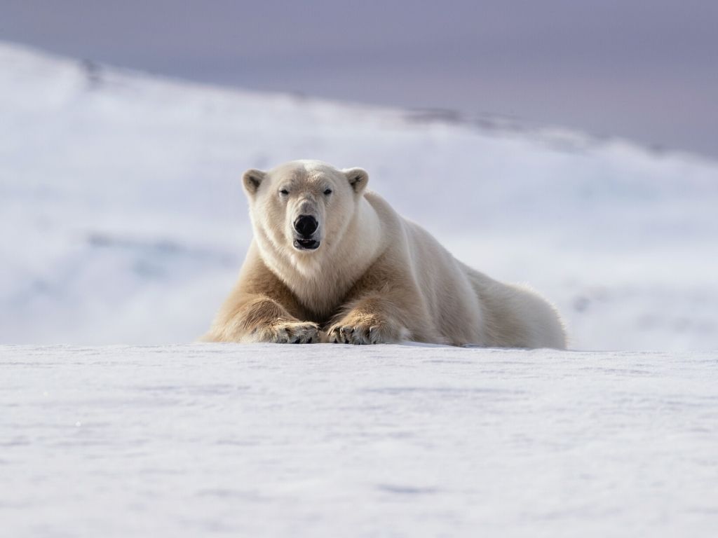 Things To Do in Svalbard - See Polar Bears