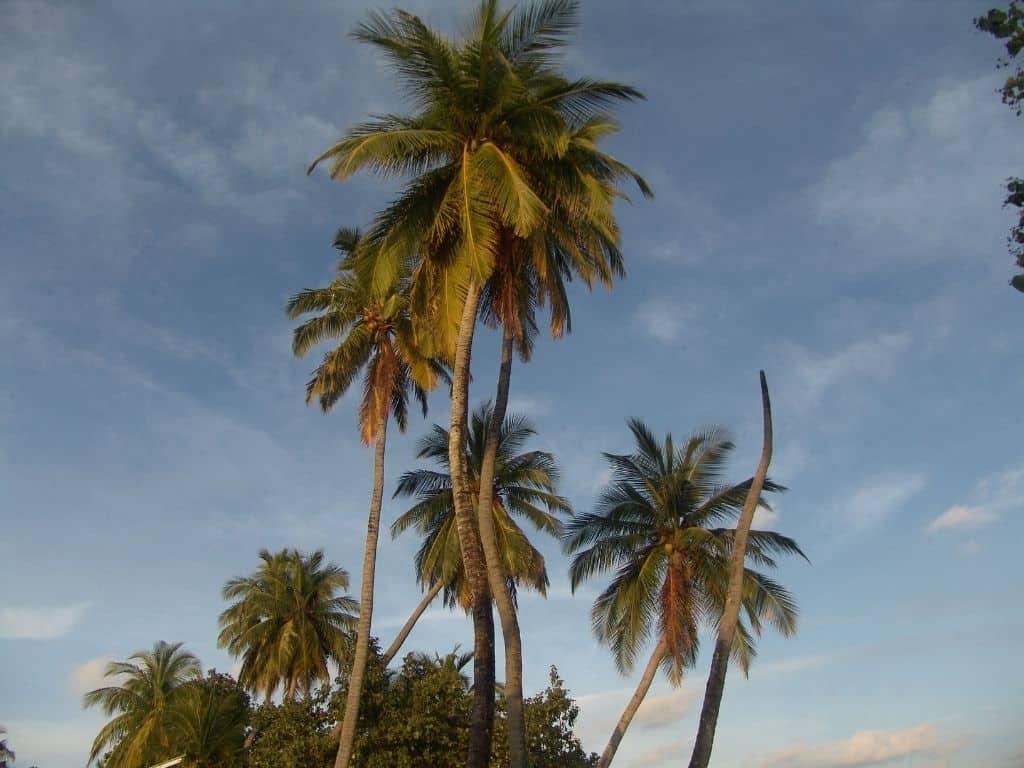 Palm trees on the island of Maafushi