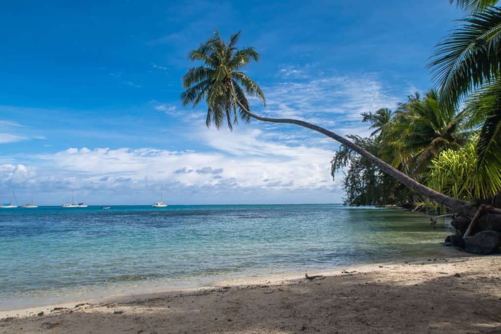 A tall palm tree extending out over the ocean at Ta'ahiamanu Beach