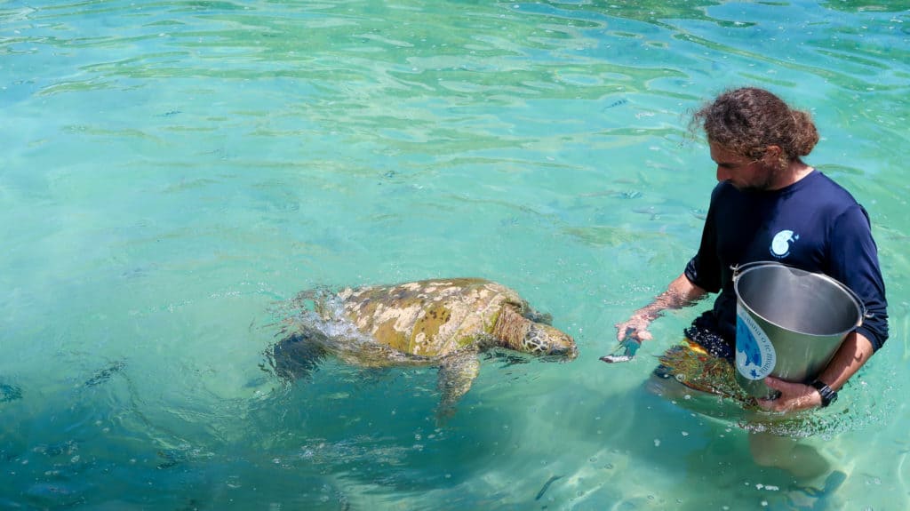 The turtles at Te Mana O Te Moana are precious. Here is a trainer feeding the injured turtle. This is one of the best things to do in Moorea.