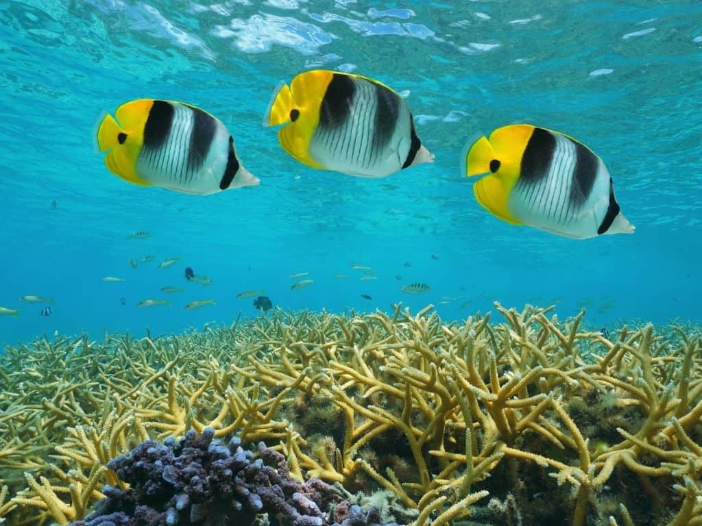 Black, white, and yellow fish above lush coral in the lagoon of the French Polynesia.