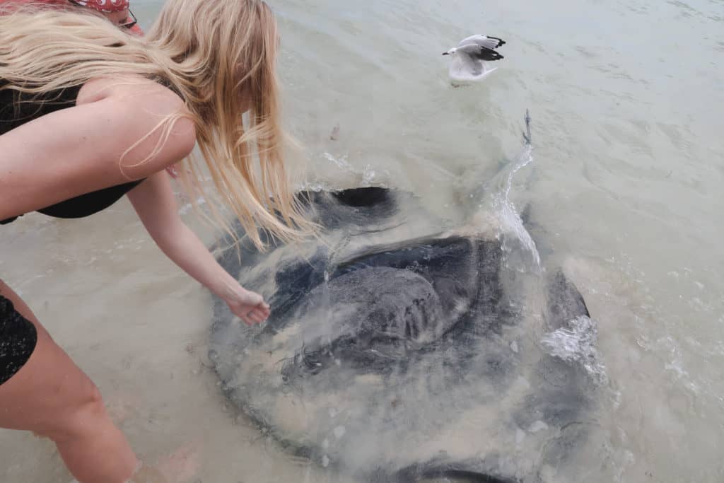 Petting the stingrays at Hamelin Bay during our Western Australia road trip