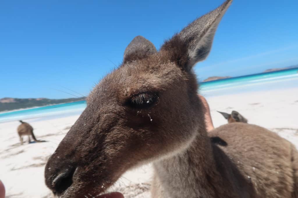 The wild kangaroos that roam Lucky Bay in Western Australia can get a little friendly