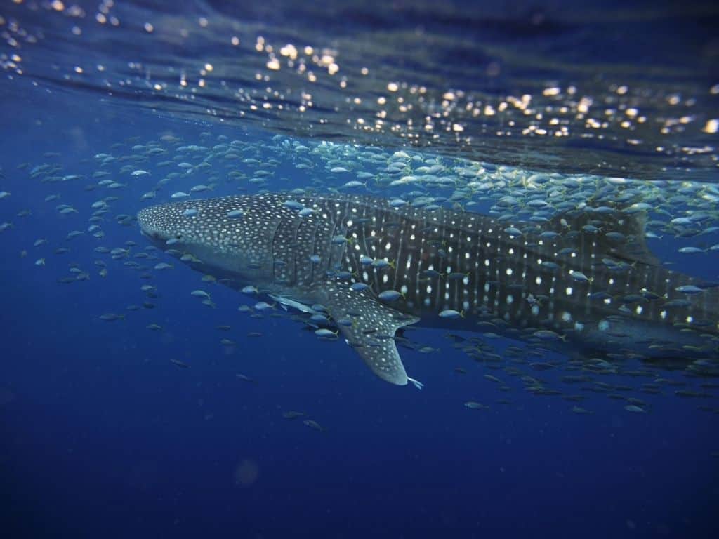 Whale sharks in the Maldives