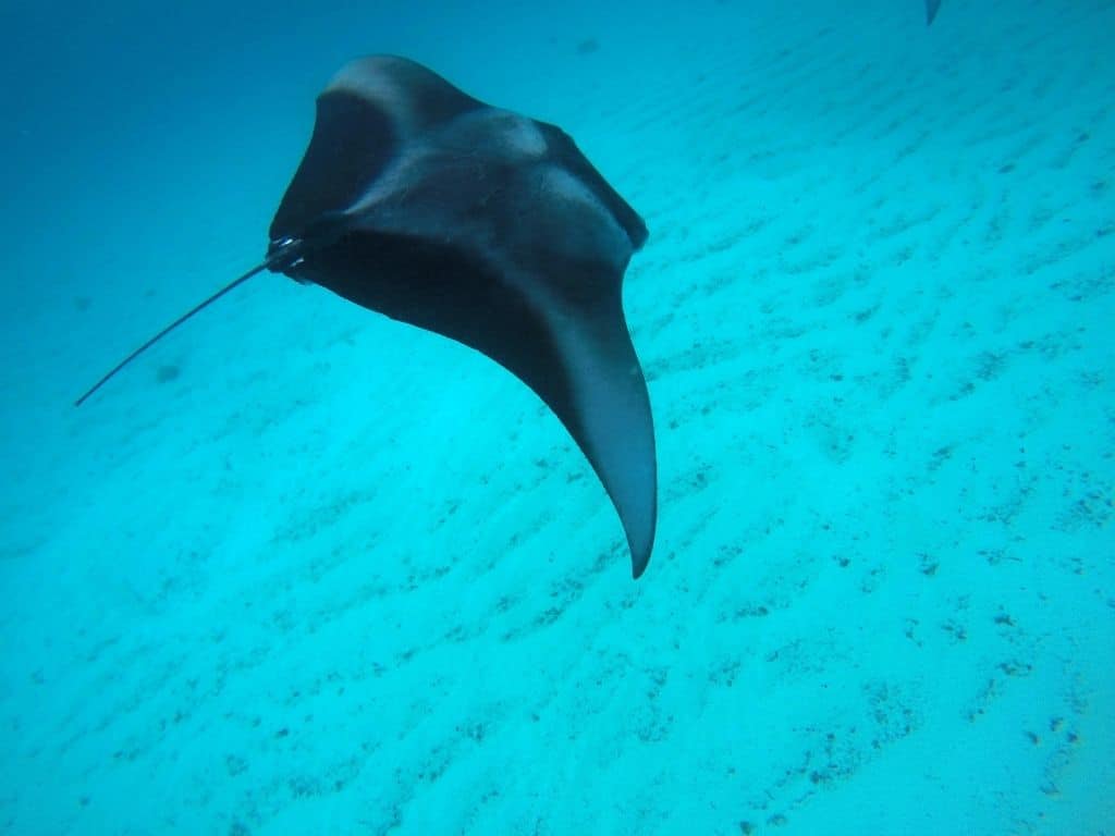 Eagle ray spotted while snorkeling in the Maldives