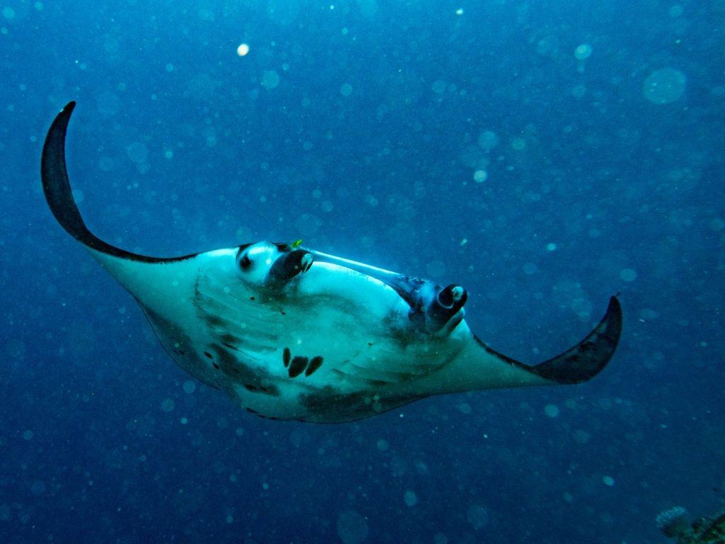 Manta Ray Point - spotting and swimming with manta rays