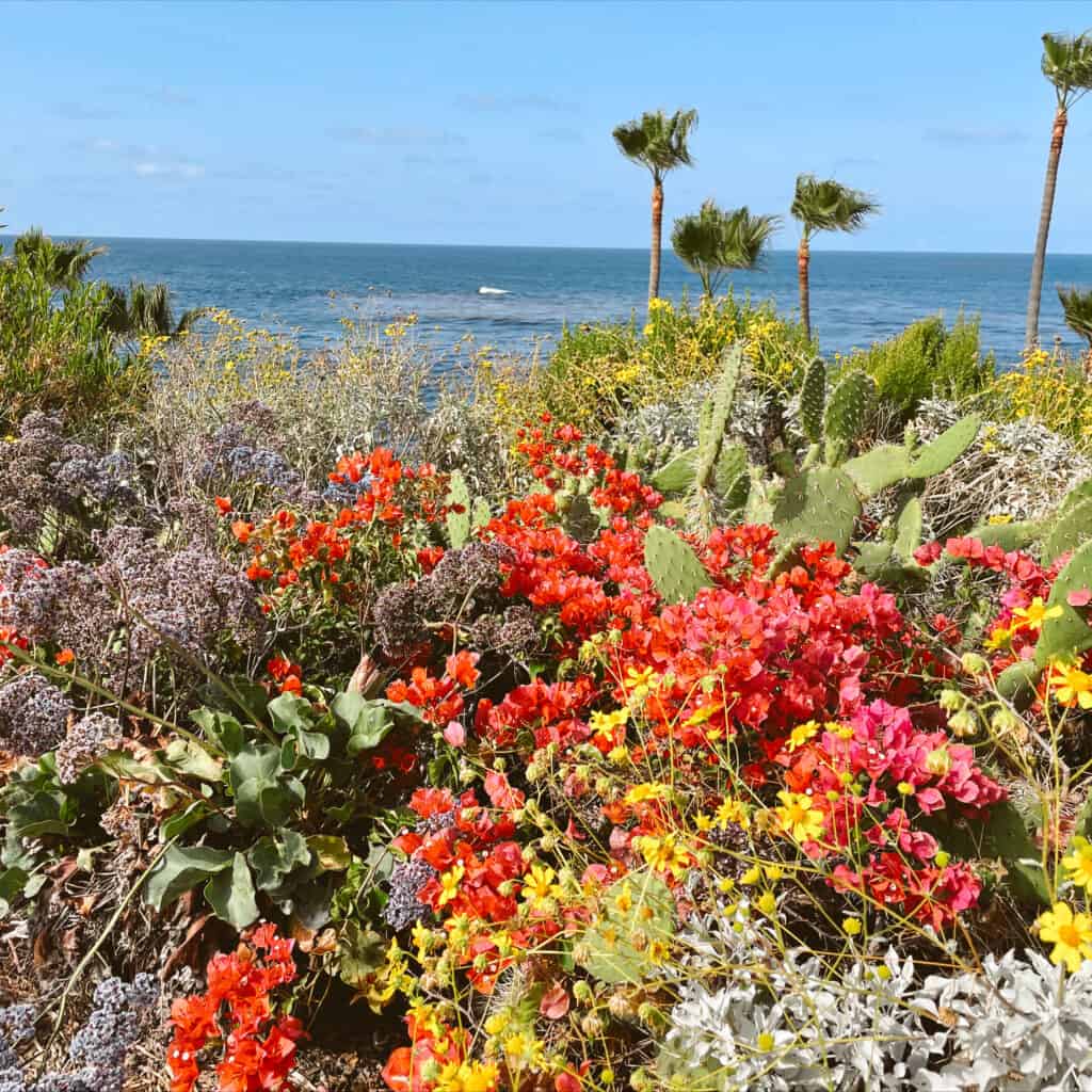 A view of the ocean framed by the beautiful, colorful flora and cacti of Southern California.